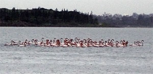 Фламинго на озере в Ларнака, Кипр.