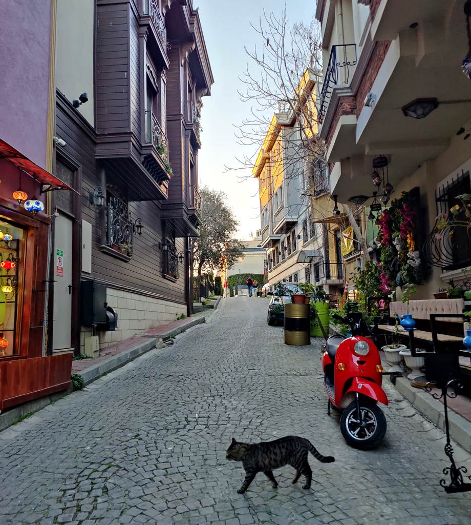 На улицах Стамбула много котов.